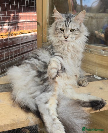 Maine Coon cats - Advert 12