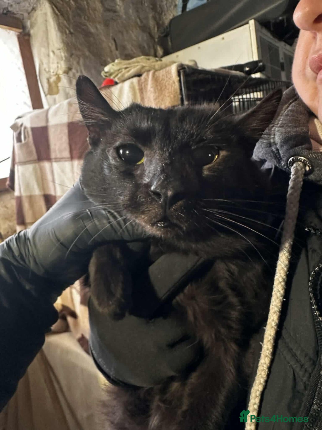 Mixed Breed cats for adoption: Sully for adoption - Advert 2