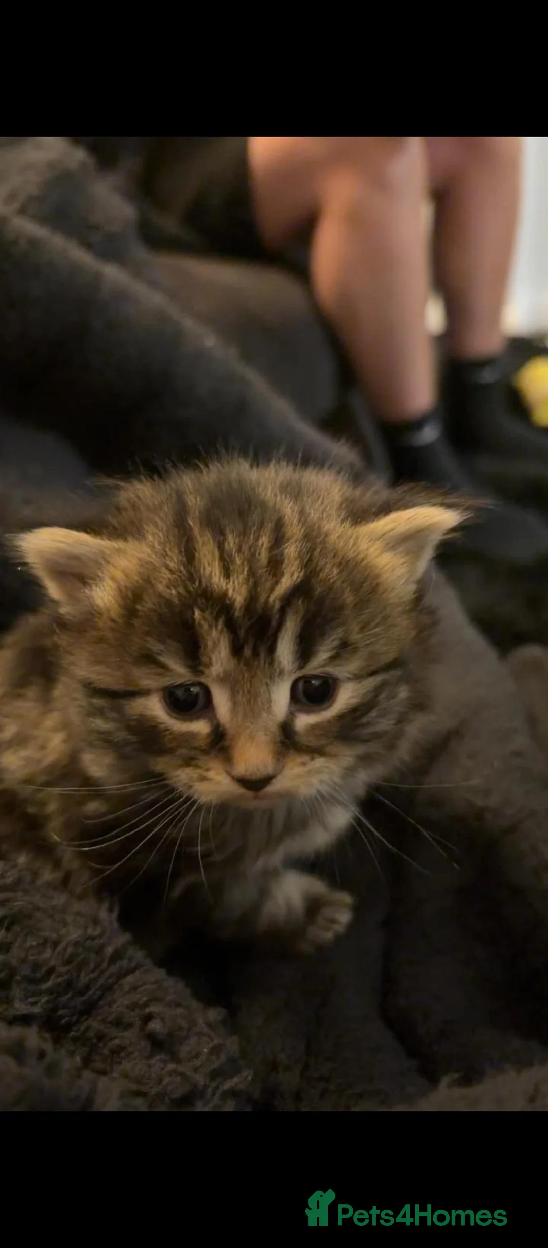 Mixed Breed cats for sale: 3/4 Maine coon kittens  - Advert 2
