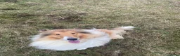 Rough Collie dogs for sale: KC Rough Collie Puppies Sable & White - Advert 10