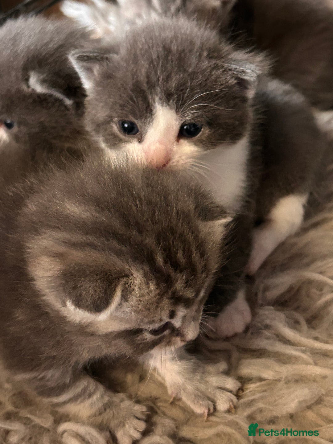 British Longhair cats for sale: British blue cross ragdoll kittens - Image 12