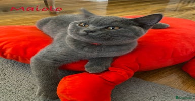 British Shorthair cats in Dundee - Advert 5