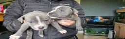 Staffordshire Bull Terrier dogs for sale: Blue staffy pups. Blue bronsen bloodline - Advert 15