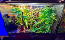 Gecko reptiles for sale: X2 Gold Dust Gecko & Full Set Up  - Advert 2