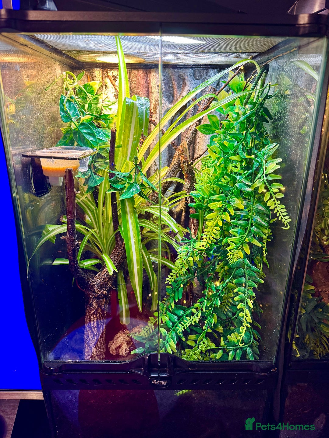 Gecko reptiles for sale: X2 Gold Dust Gecko & Full Set Up  - Advert 2