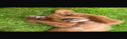 Australian Labradoodle dogs for sale: Gorgeous Tuxedo Marking Australian Labradoodles - Advert 5