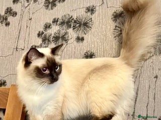 Ragdoll cats Little monkey - Advert 1