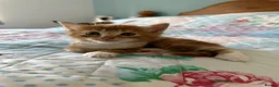 Mixed Breed cats for sale: 2 male, 1 female adorable kittens for sale - Advert 12