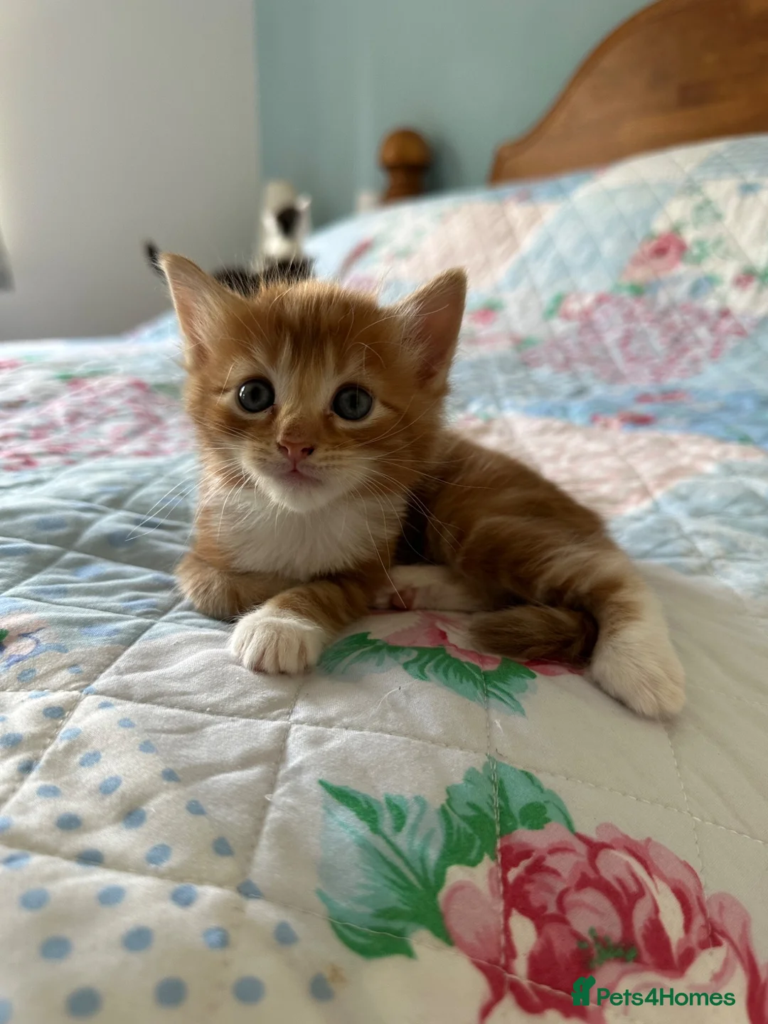 Mixed Breed cats for sale: 2 male, 1 female adorable kittens for sale - Advert 12