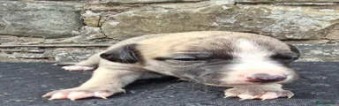 Whippet 4