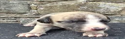 Whippet dogs for sale: Beautiful whippets  in Machynlleth - Advert 12