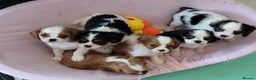 Cavalier King Charles Spaniel dogs for sale: Treated Cavalier king charles puppies   - Advert 2