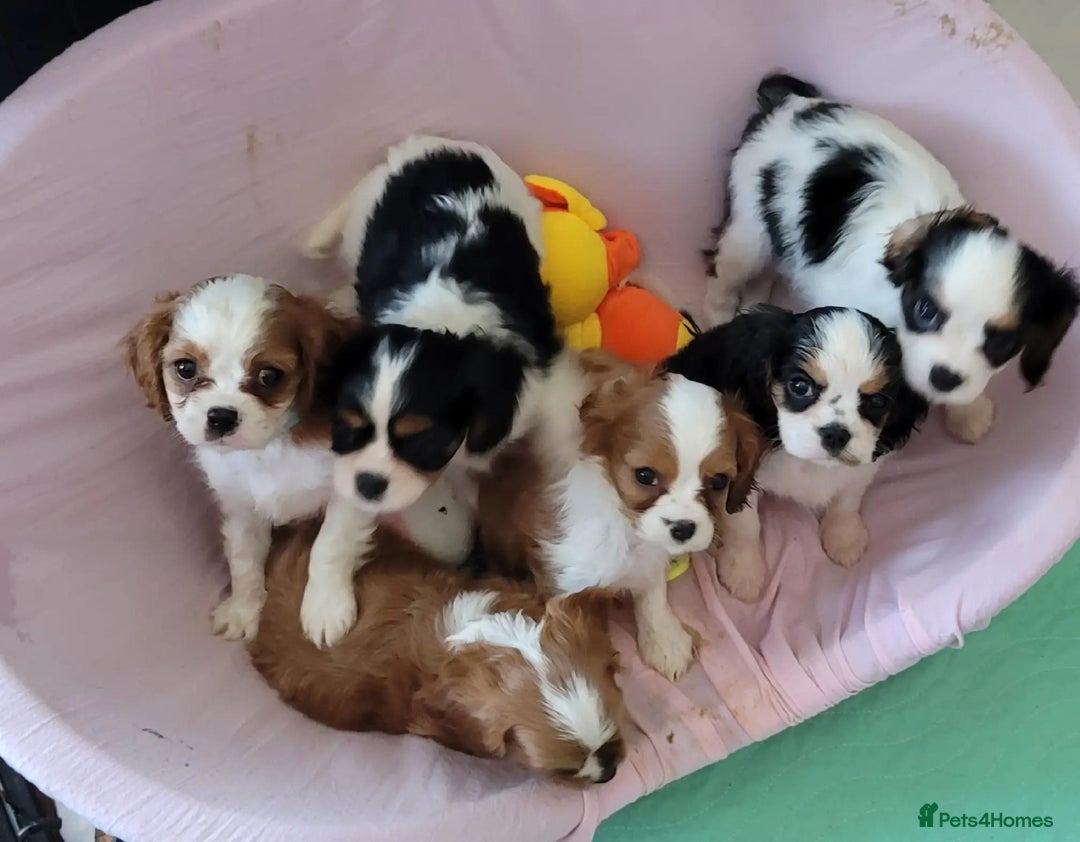 Cavalier King Charles Spaniel dogs for sale: Treated Cavalier king charles puppies   - Advert 2