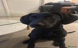Mixed Breed dogs for sale: Doberman X Weimaraner  - Image 2