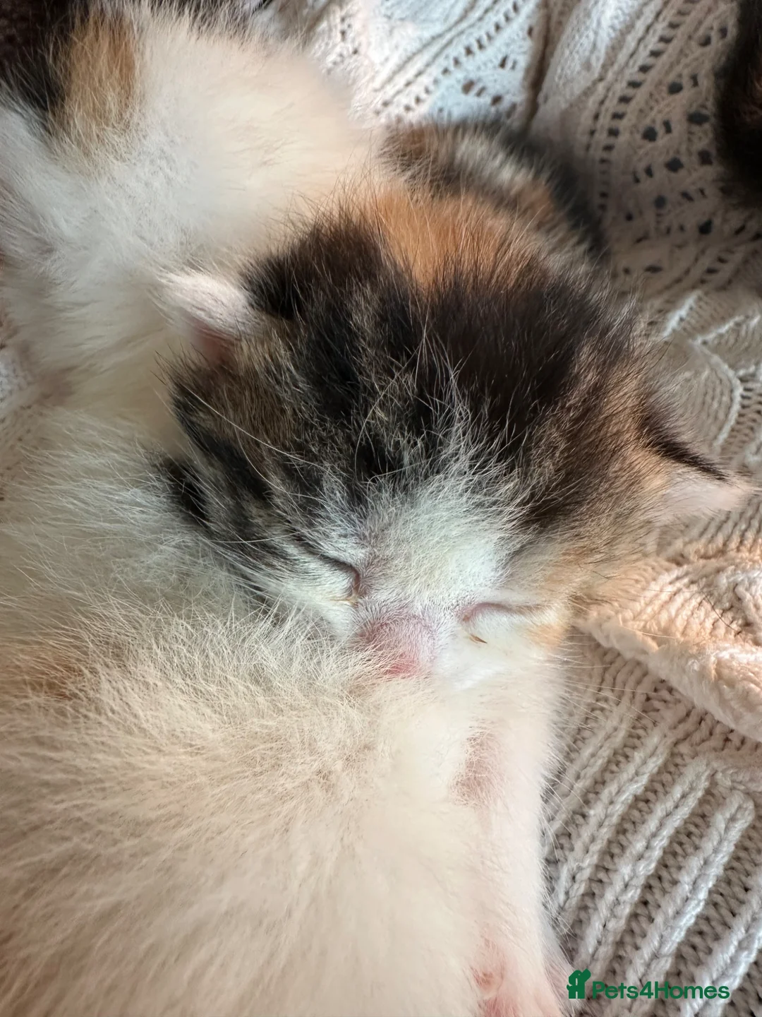 British Shorthair cats for sale: Beautiful kittens  - Advert 2