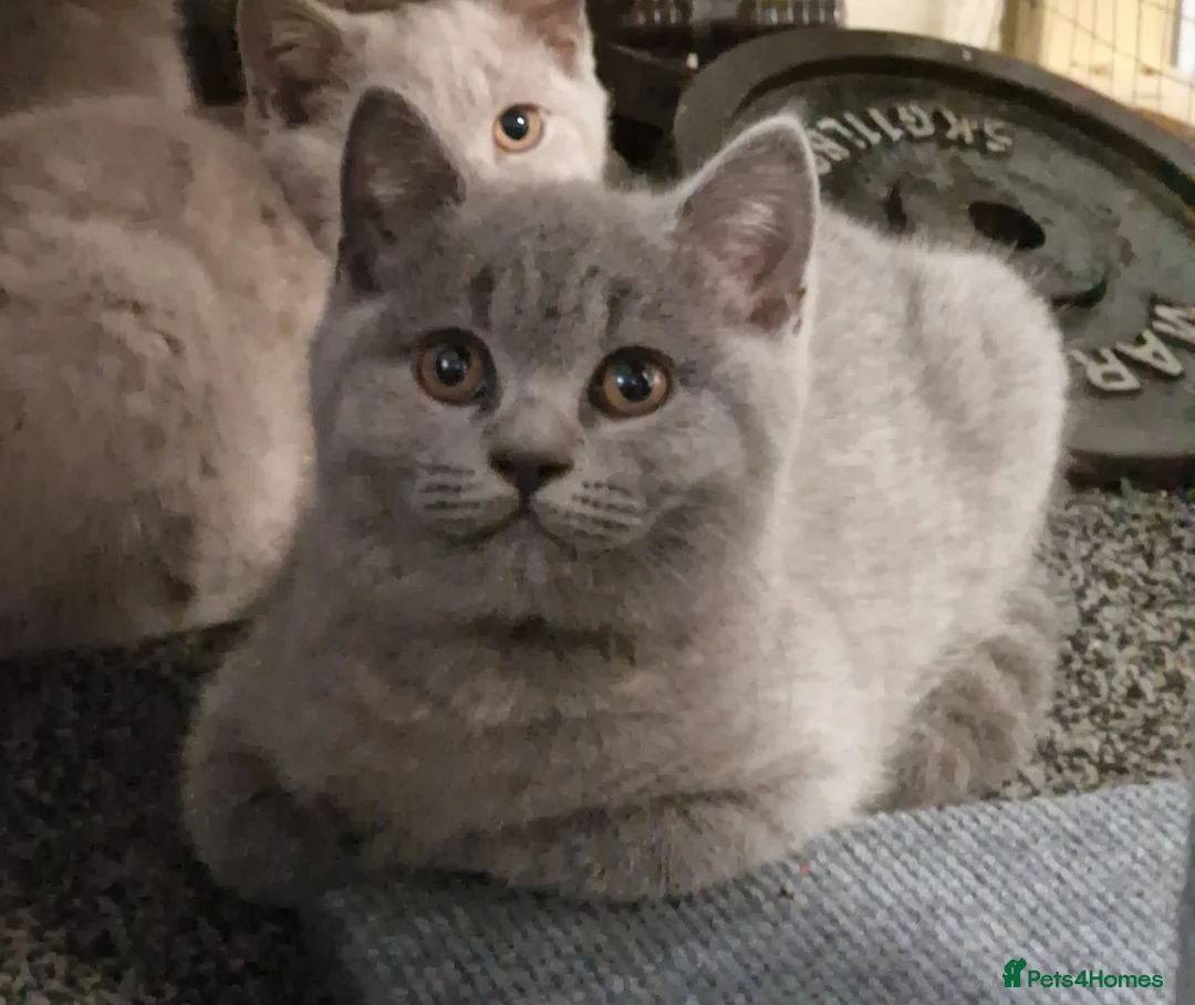 British Shorthair cats for sale: Male British Shorthair Kitten! - Advert 1