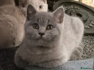 British Shorthair cats Male British Shorthair Kitten! - Advert 2