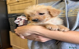 Labradoodle dogs for sale: Gorgeous labradoodle puppies  - Image 12