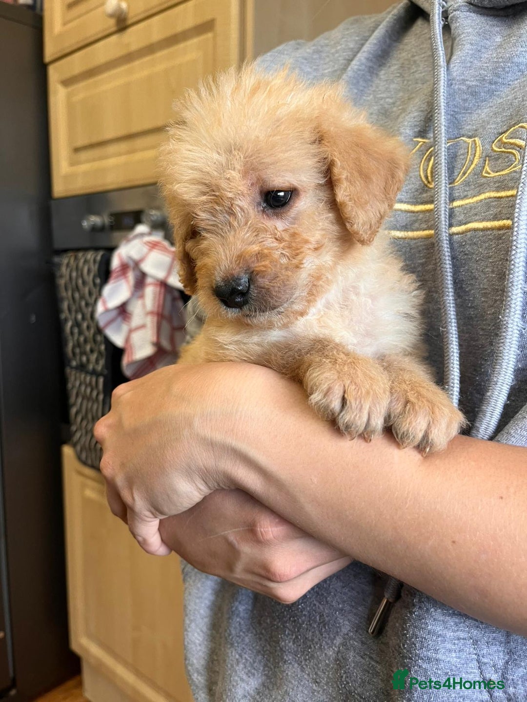 Labradoodle dogs for sale: Gorgeous labradoodle puppies  - Image 12