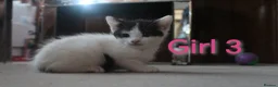 Mixed Breed cats for sale: 🩵🩷 Gorgeous little kittens 🩷🩵  - Advert 3
