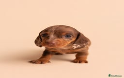 Miniature Dachshund dogs for sale: 🏆Champion KC Mini Dachshunds 0.4% COI 👌🏻 - Image 21