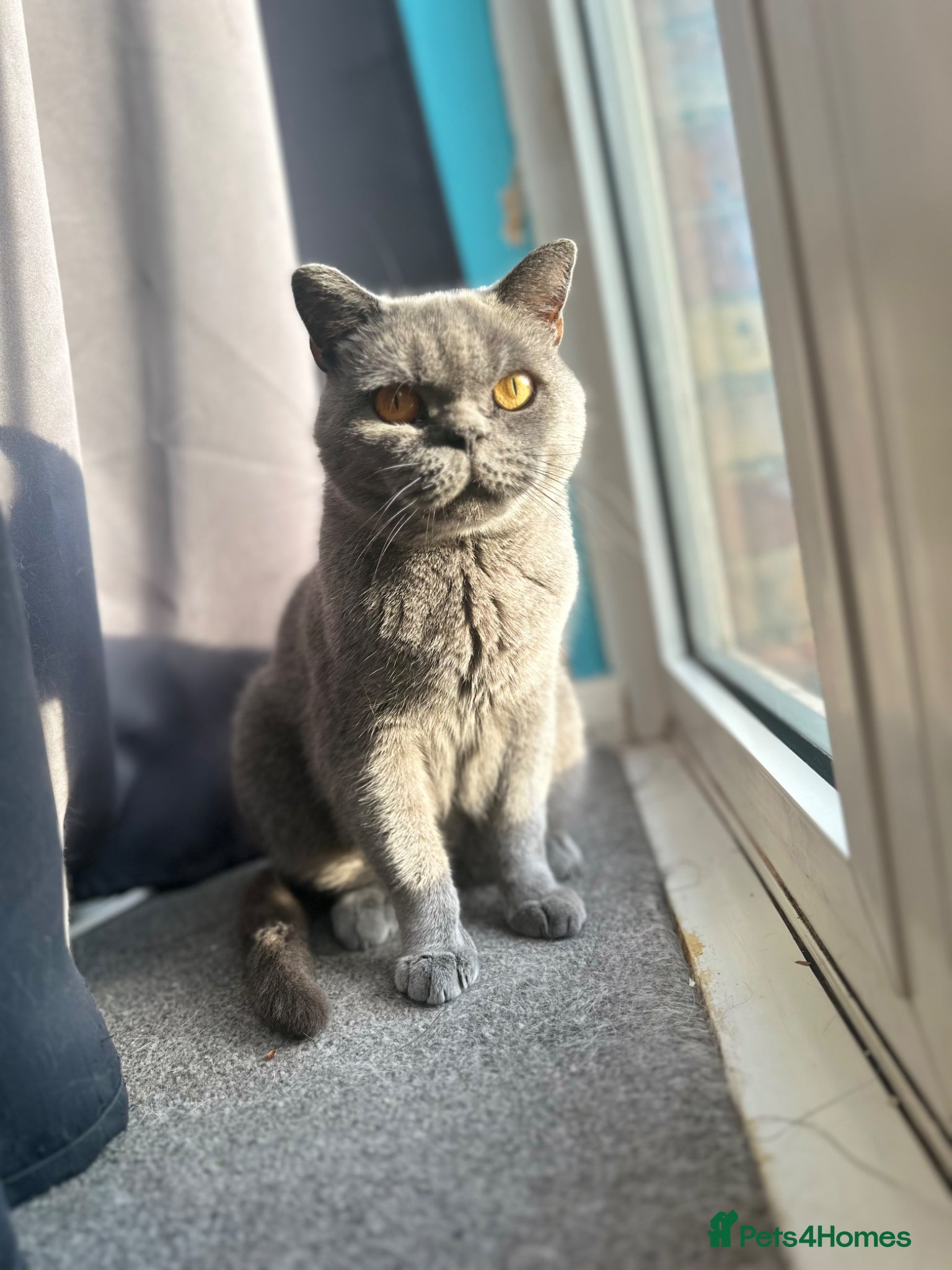 British Shorthair cats British shorthair female (Elora) - Advert 1
