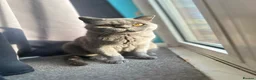 British Shorthair cats for sale: British shorthair female (Elora) in London - Advert 1