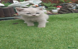 British Shorthair cats for sale: ♥️ Fun Loving British Shorthair Kittens♥️ - Image 5