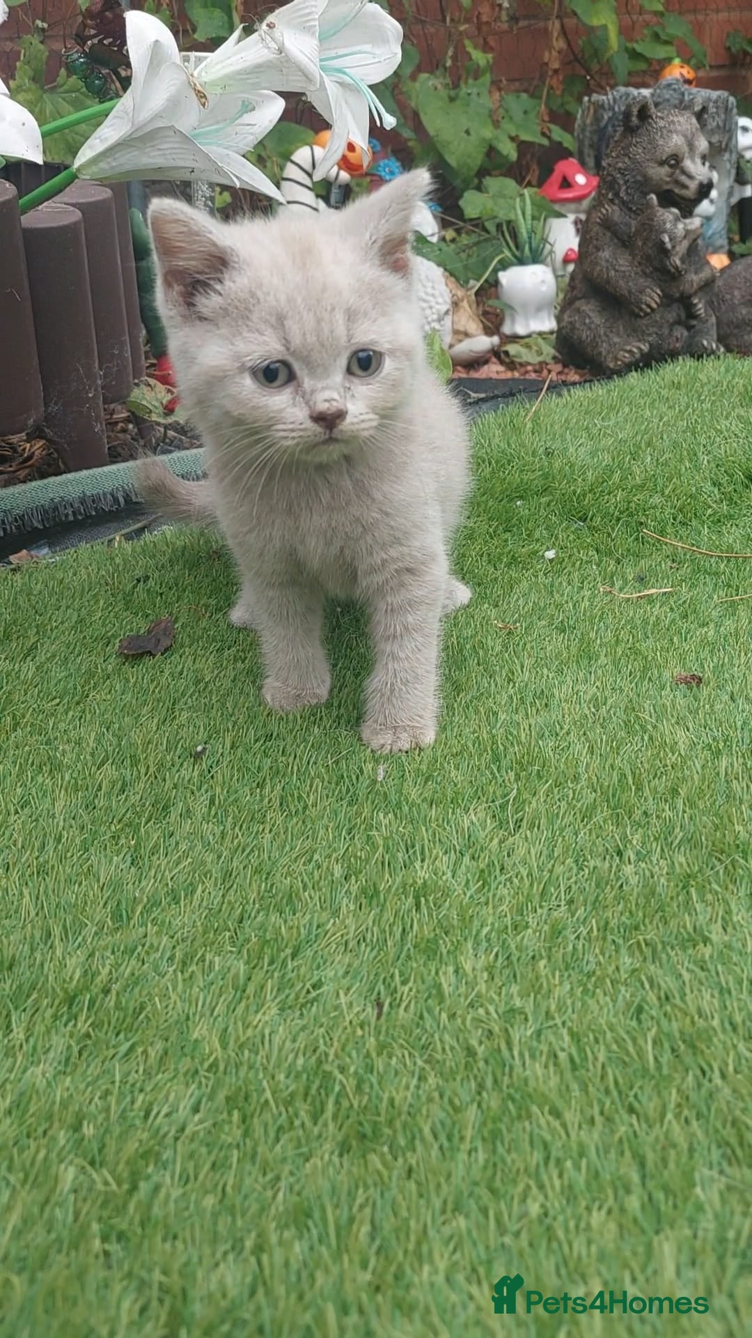 British Shorthair cats for sale: ♥️ Fun Loving British Shorthair Kittens♥️ - Image 5