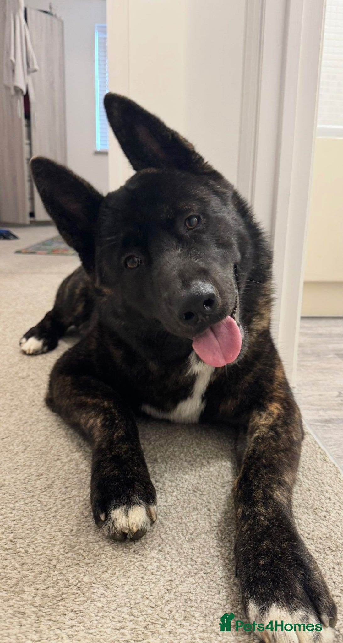 Akita dogs Male American Akita Looking For A Loving Home - Advert 1