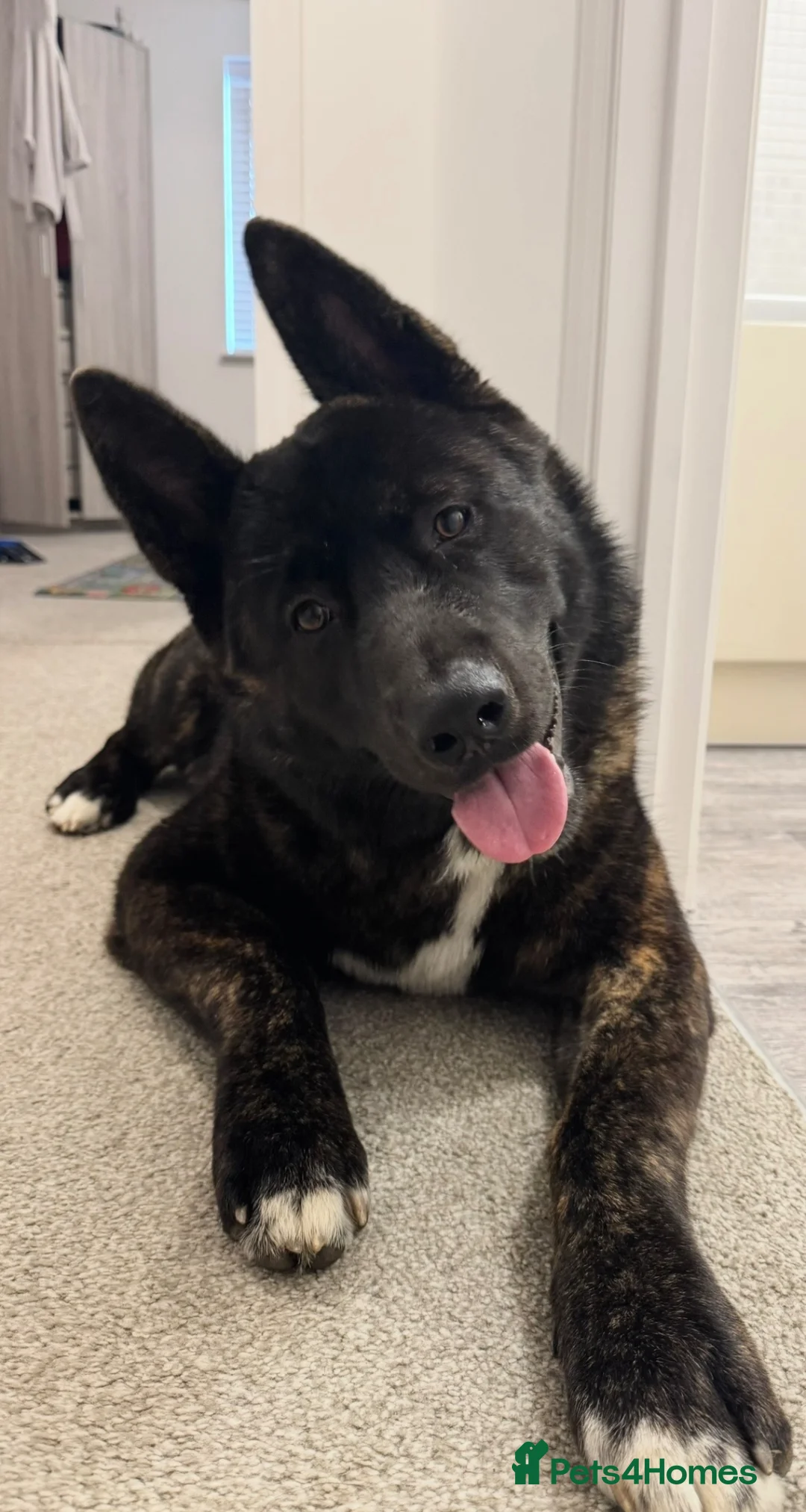 Akita dogs for sale: Male American Akita Looking For A Loving Home - Advert 1
