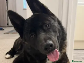 Akita dogs Male American Akita Looking For A Loving Home - Advert 4