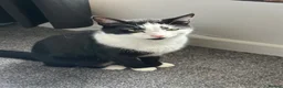 Domestic Shorthair cats for sale: Beautiful 2 year old tuxedo male - Advert 6