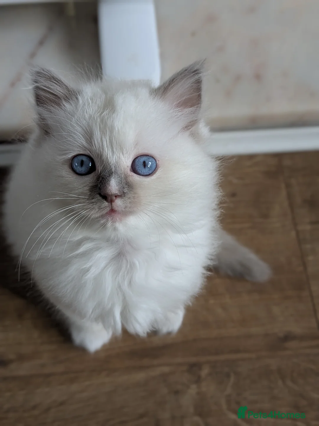Ragdoll cats for sale: GCCF Ragdoll Kitten. - Advert 2