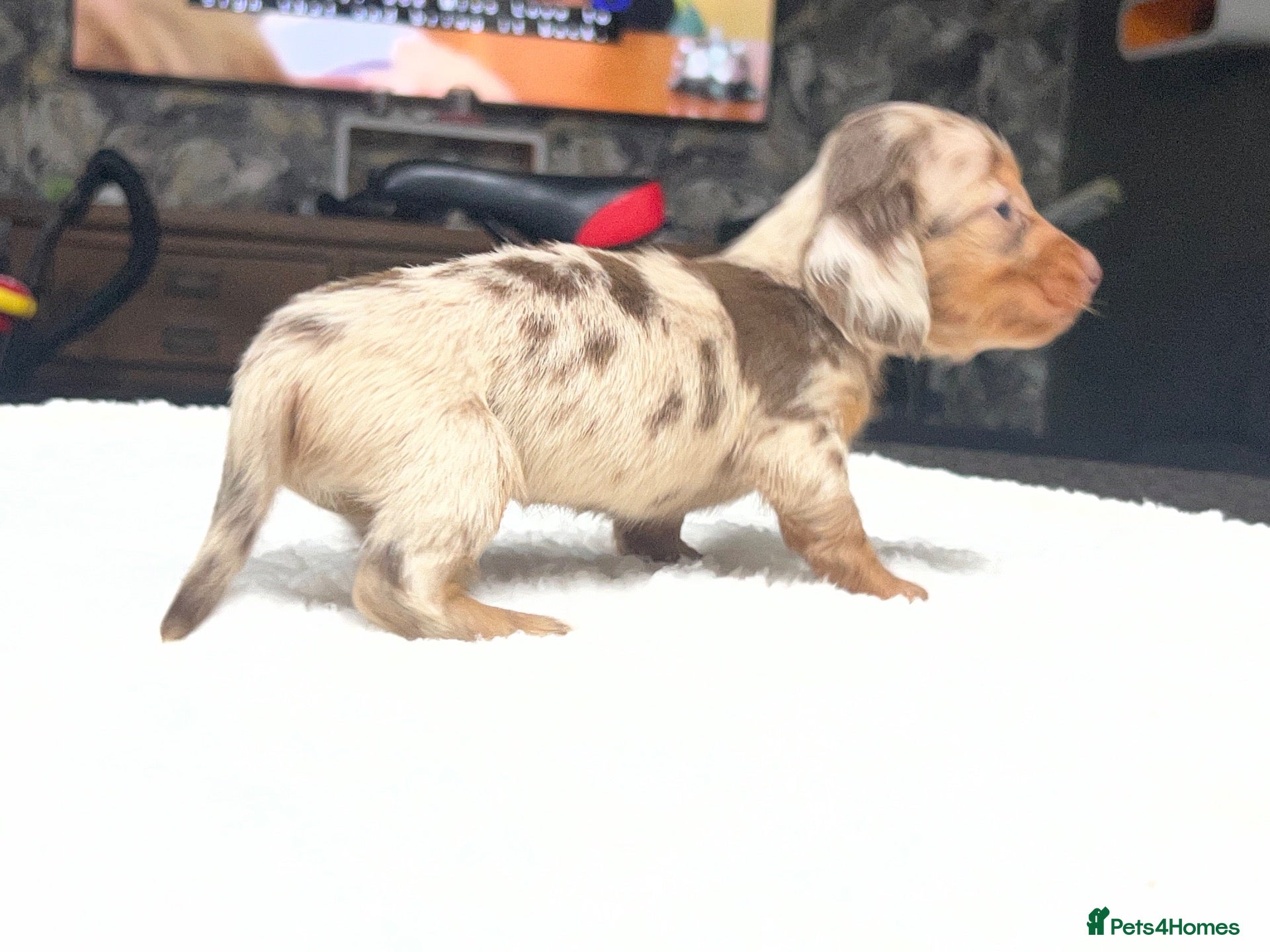 Miniature Dachshund dogs Tiny KC Long Haired Dachshunds  Chocolate & Dapple - Advert 2