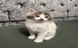 British Longhair cats for sale: Gorgeous fluffy kittens looking for forever home - Image 14