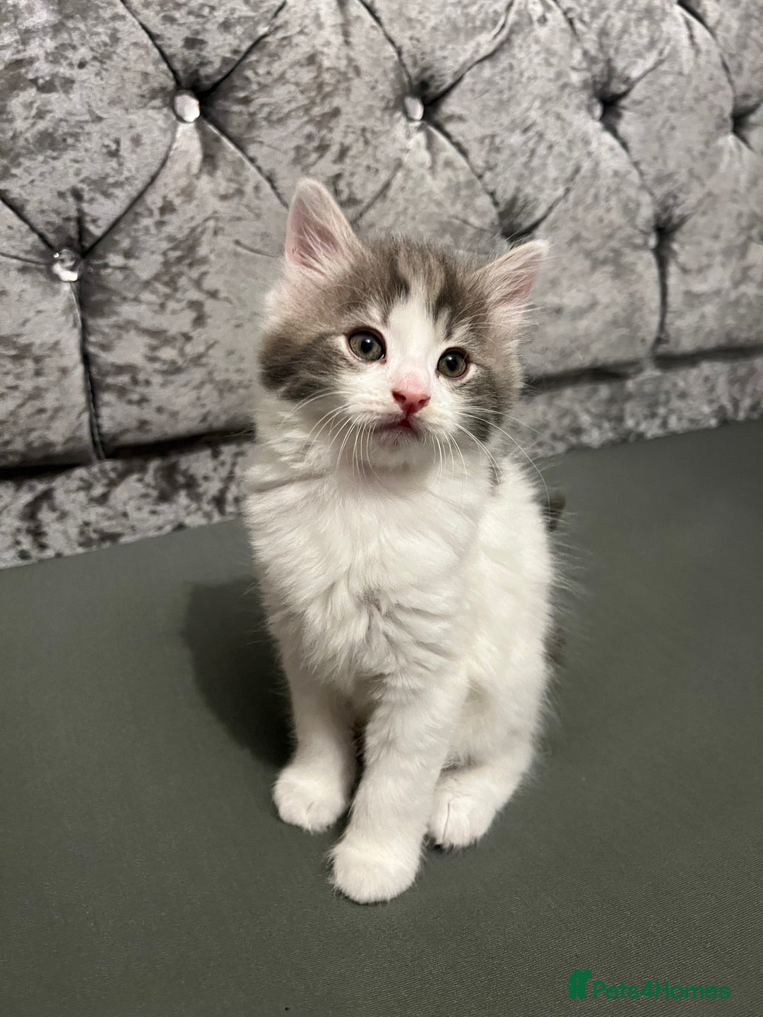 British Longhair cats for sale: Gorgeous fluffy kittens looking for forever home - Image 14