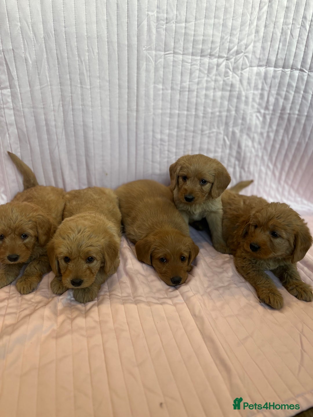 Labradoodle dogs for sale: Beautiful F1 Labradoodles - Advert 2