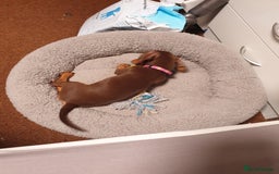 Dachshund dogs for sale:  11 week old Diva female Dachound - Image 18