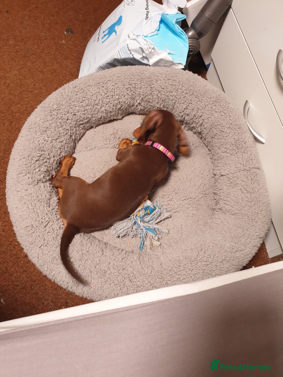 Dachshund dogs for sale:  11 week old Diva female Dachound - Image 18