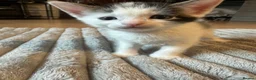 British Shorthair cats for sale: Lovely kittens for sale  in Wembley - Advert 13
