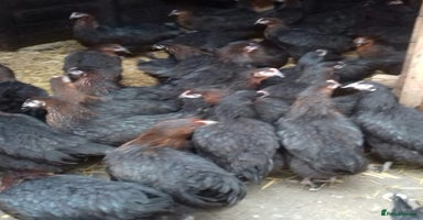 Chickens poultry - Advert 3