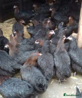 Chickens poultry - Advert 6