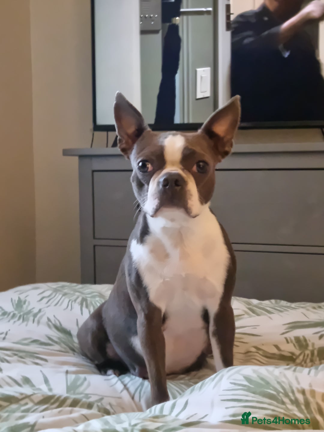 Boston Terrier dogs for sale: Outstanding Blue/Champagne Boston pups - Image 11