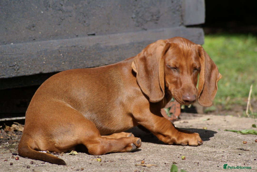 Dachshund dogs for sale: Dachshund Standard Smooth Haired in Boston - Image 11