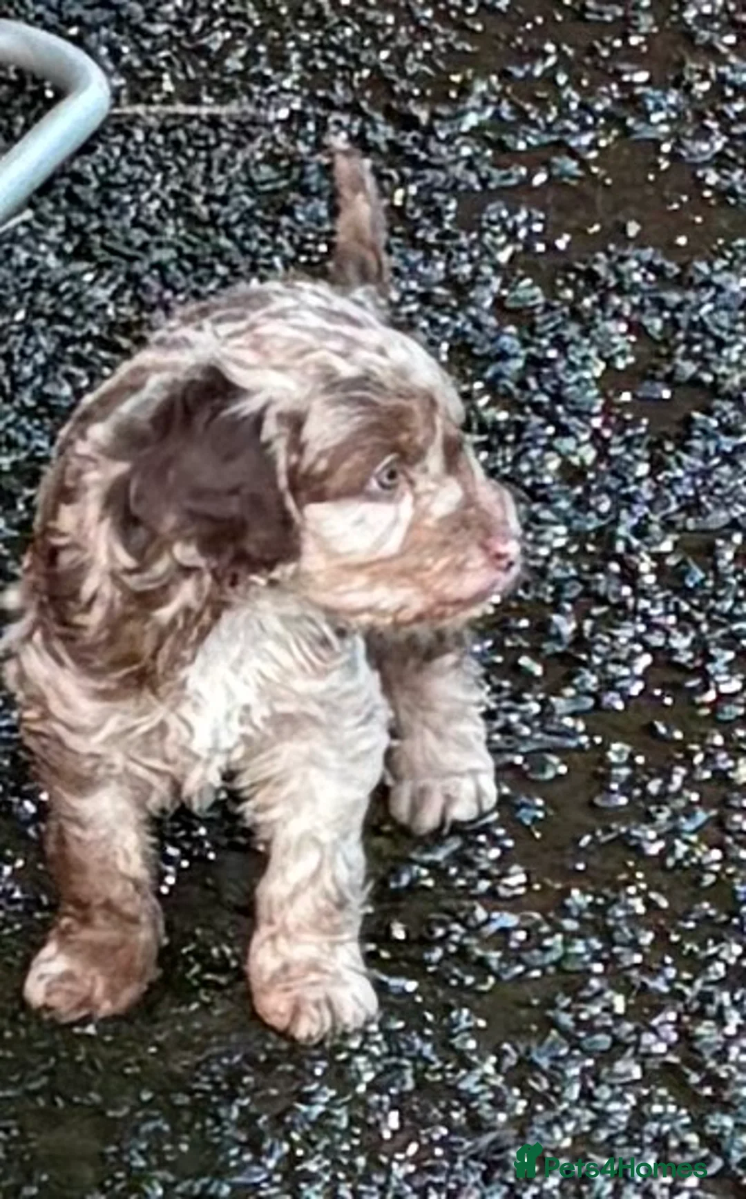 Cockapoo dogs for sale: Cockapoo girl puppy - Advert 2