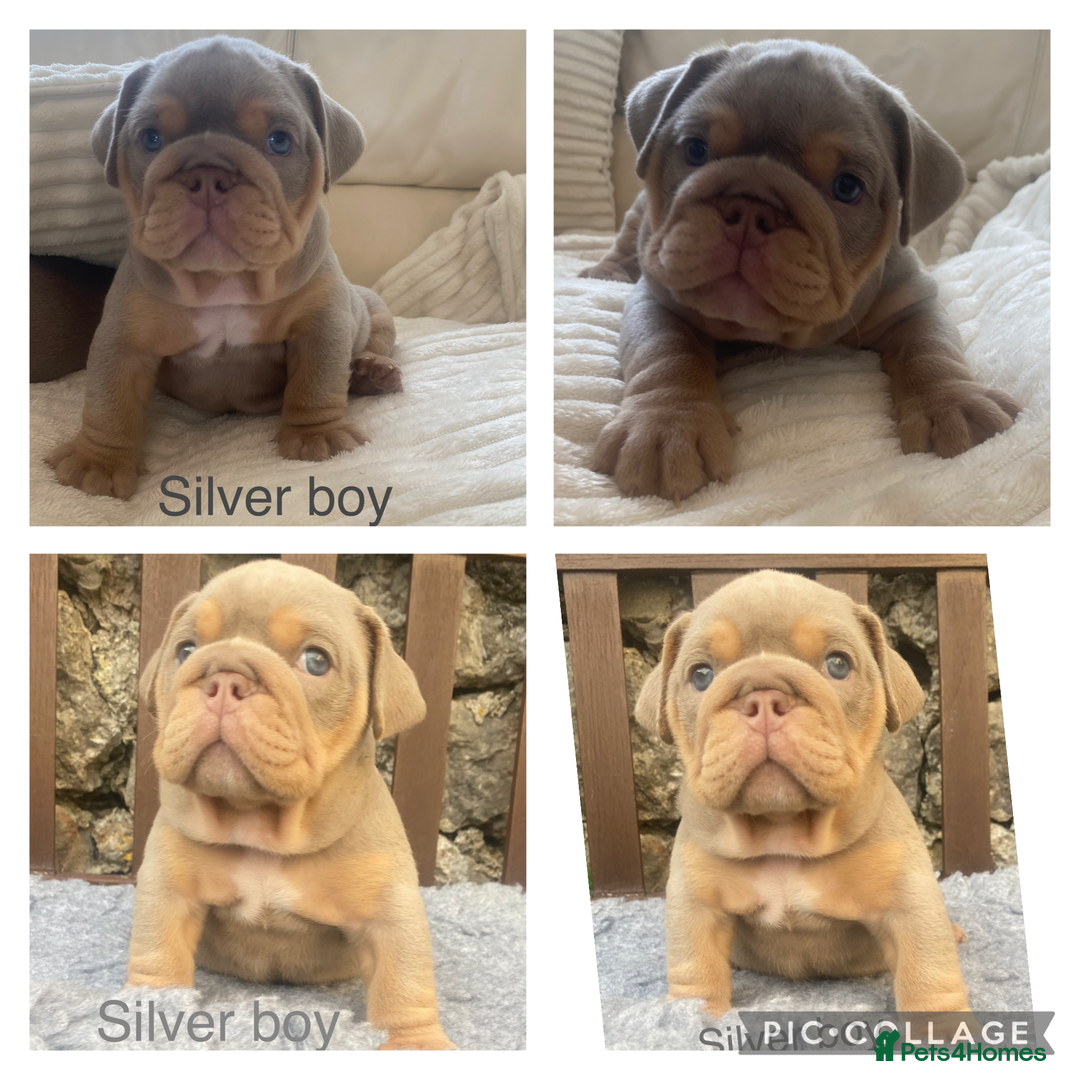 English Bulldog dogs for sale: Beautiful KC lilac & tan English bulldog puppies - Image 12