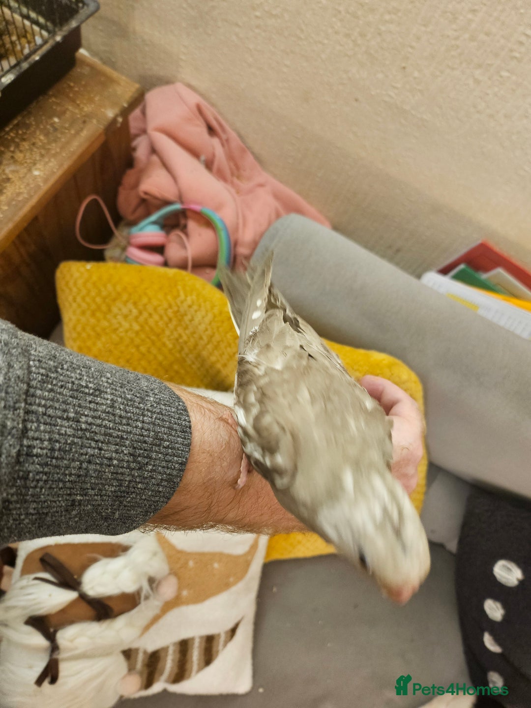 Cockatiels birds for sale: Tame cockatiel chicks  - Image 3