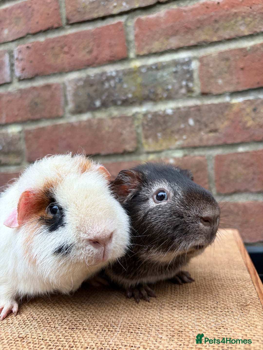 Guinea Pig rodents for sale: Two pretty boars  - Advert 1