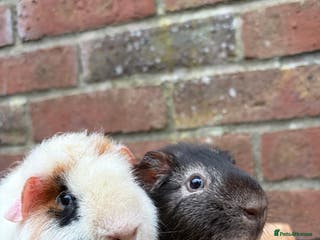 Guinea Pig rodents Two pretty boars - Advert 9